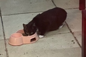 Discovery alert Cat Unknown Saint-Vivien France