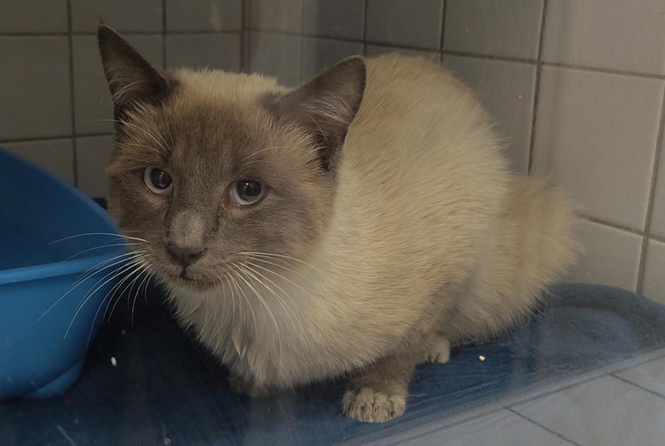 Alerta de Hallazgo Gato Desconocido Paris Francia