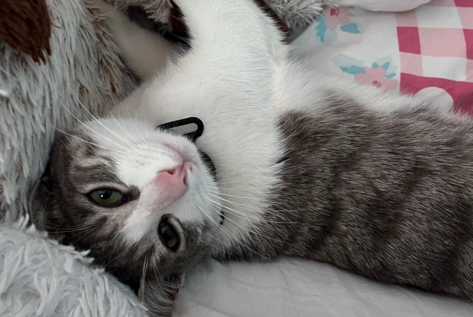 Alerte Disparition Chat  Femelle , 1 ans Lagord France