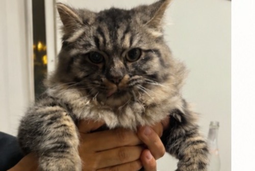 Alerte Disparition Chat croisement Mâle , 1 ans Cugnaux France