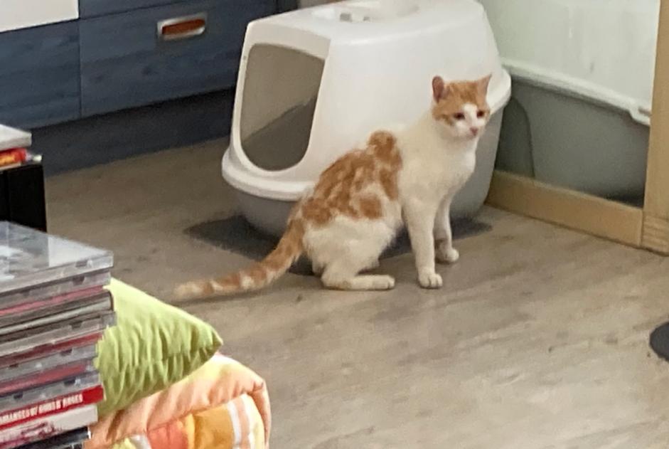 Alerta descoberta Gato Desconhecido Verdun France